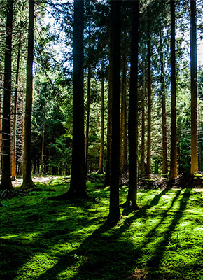 材质清楚、环保